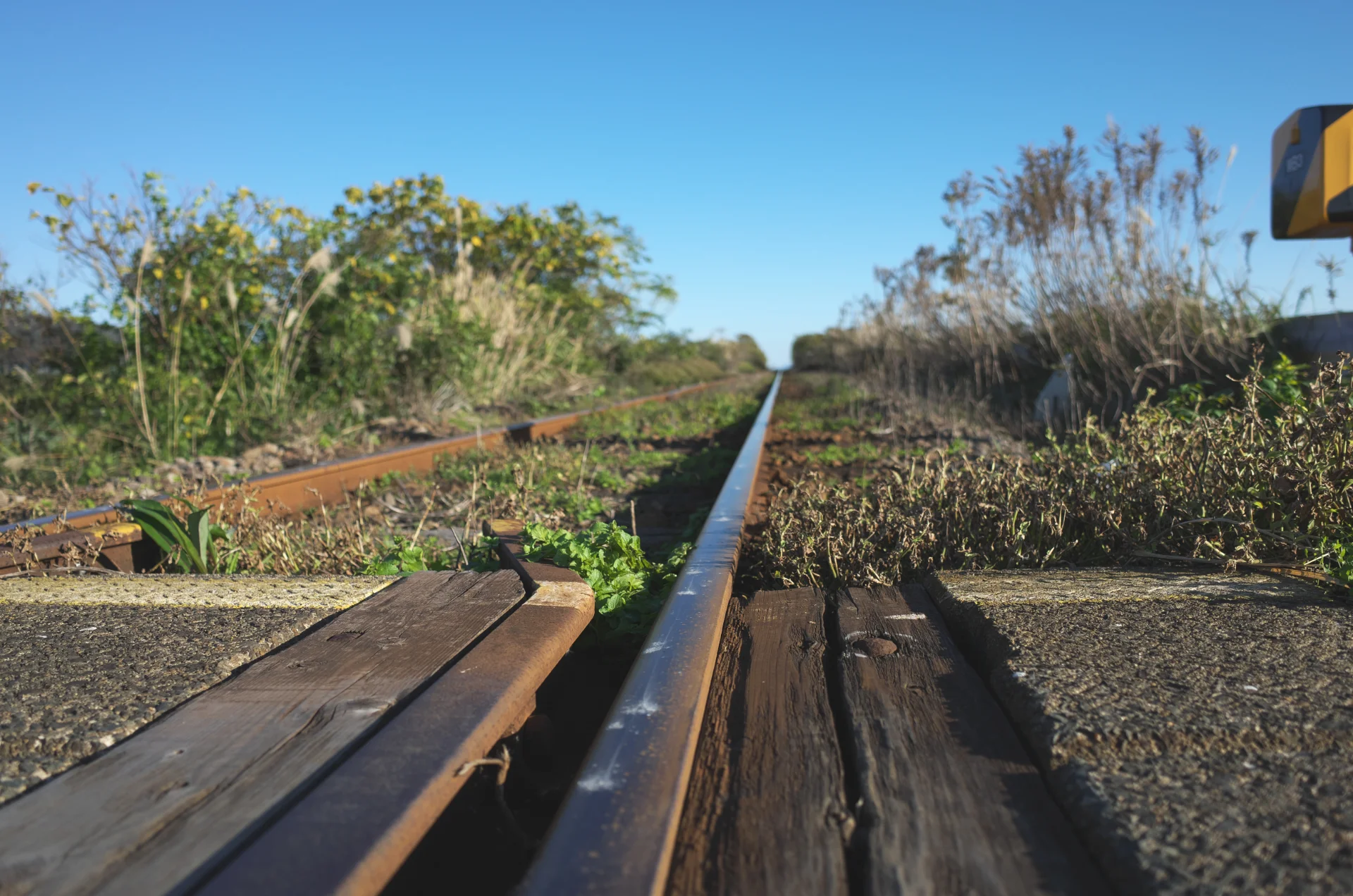 リコーRICOH GR II作例 ボケ感